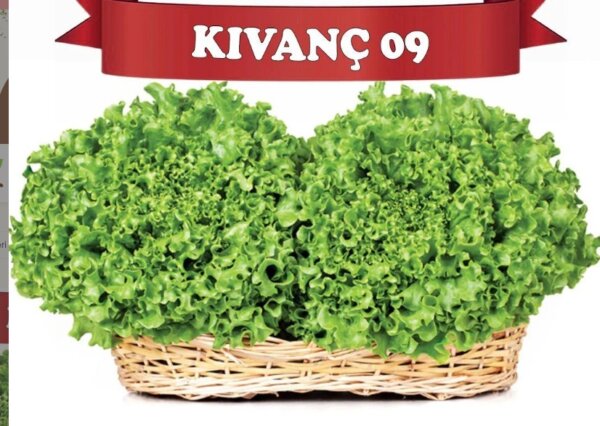 KIVANÇ