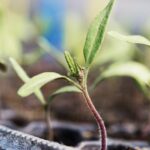 A seedling growing in a small pot.