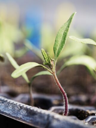 A seedling growing in a small pot.