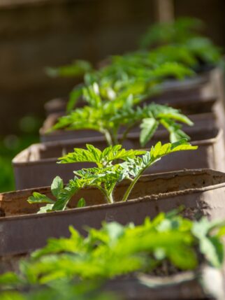 Tomato seedlings